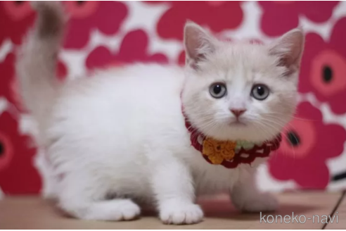 成約済の東京都のマンチカン-103712の6枚目